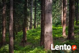 Sprzedam działkę leśną w górach