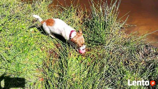 Hotel dla psów W BORDERKOWIE