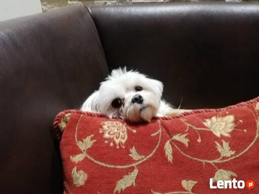 Hotel dla psów W BORDERKOWIE