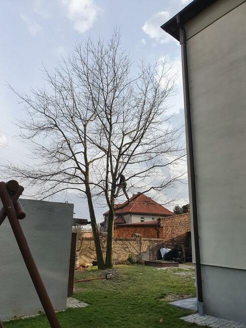 Wycinka i pielęgnacja drzew