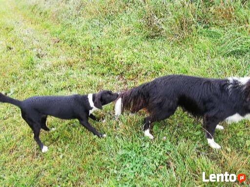 Hotel dla psów W BORDERKOWIE