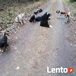 Hotel dla psów W BORDERKOWIE