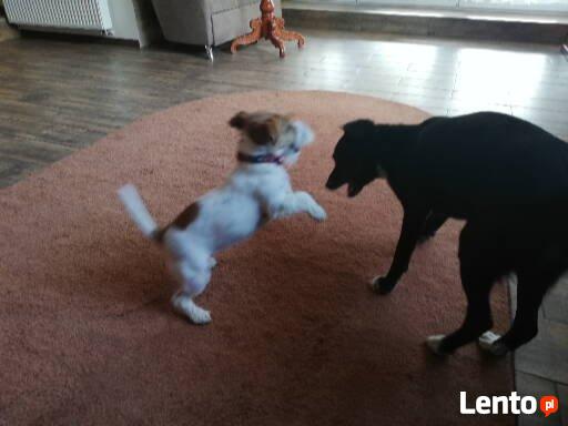 Hotel dla psów W BORDERKOWIE