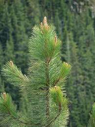 Sprzedam działkę leśną w górach