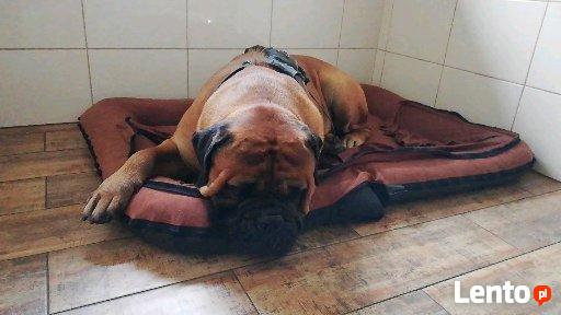 Hotel dla psów W BORDERKOWIE