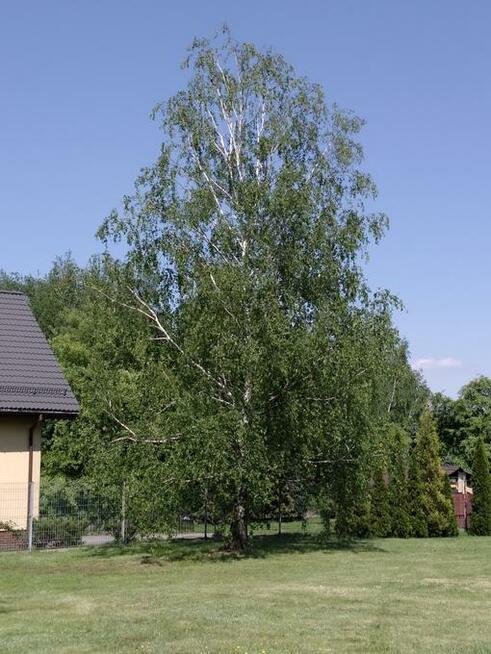 Wycinka i pielęgnacja drzew