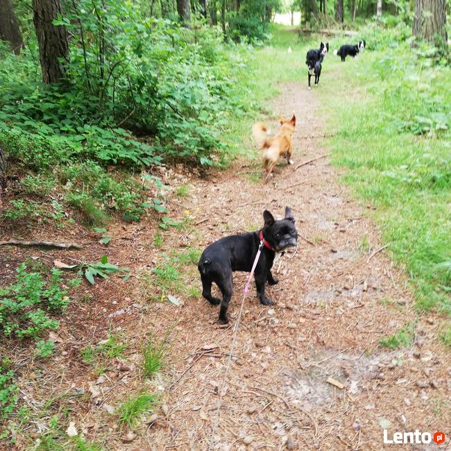Hotel dla psów W BORDERKOWIE