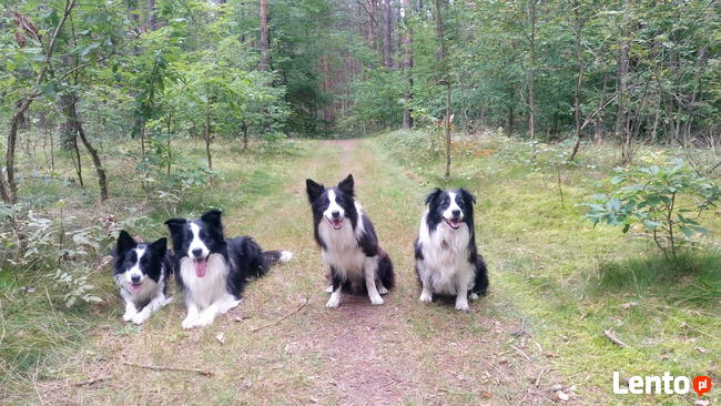 Hotel dla psów W BORDERKOWIE