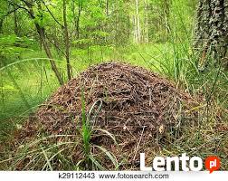 Sprzedam działkę leśną w górach