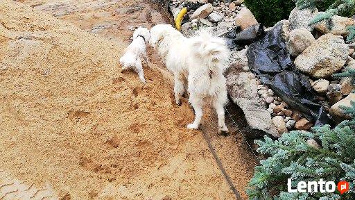 Hotel dla psów W BORDERKOWIE