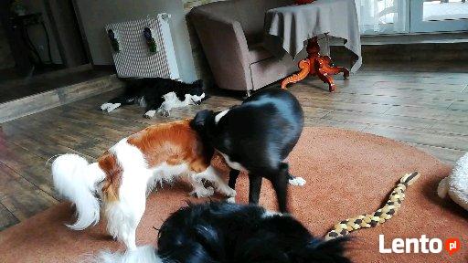 Hotel dla psów W BORDERKOWIE