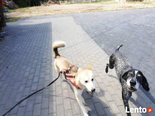 Hotel dla psów W BORDERKOWIE