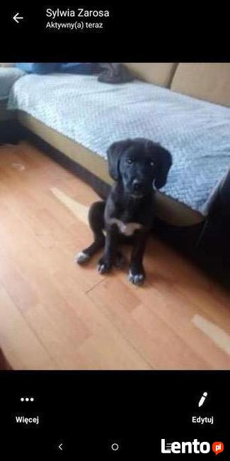 Oddam suczkę mieszaniec labradora z kundlem