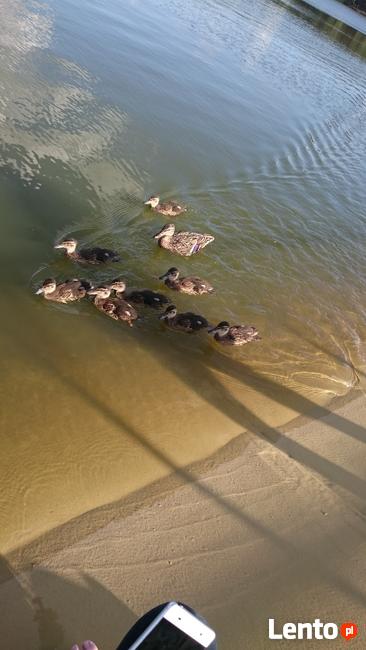 Domek Holenderski Przy Lesie Kobyla Góra