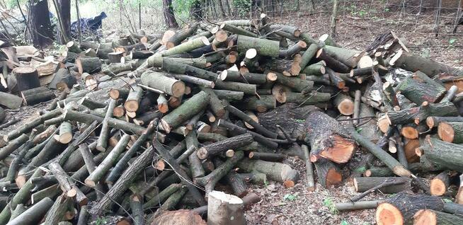 Drewno kominkowe, opałowe.opał z transportem