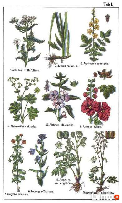 DrCzarnowski - Zielnik Lekarski 125 ziół używ. w lecznictwie
