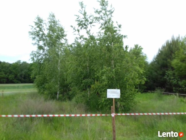 Bezpośrednio tylko 8 km od Makowa Maz.