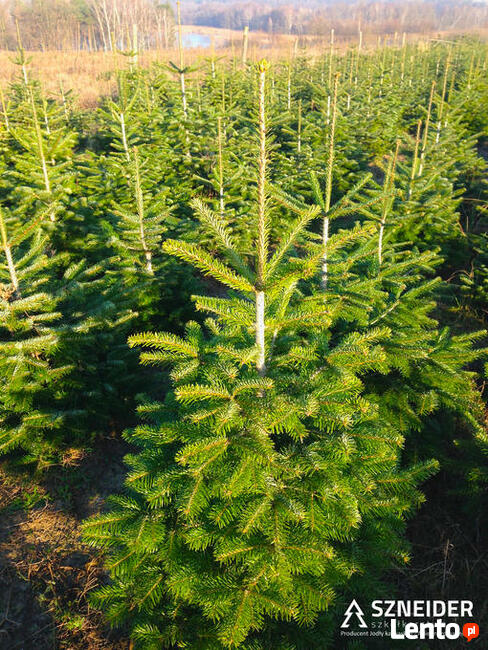 Choinki jodła kaukaska z PL plantacji 80-300 cm stała cena