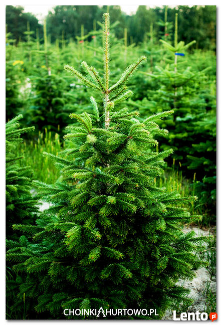 Choinki jodła kaukaska z PL plantacji 80-300 cm stała cena