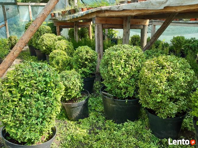 Sprzedam tanio bukszpan