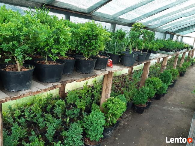 Sprzedam tanio bukszpan