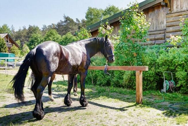 Kratka trawnikowa G4 MAX 50/50/4 cm 450ton/m2