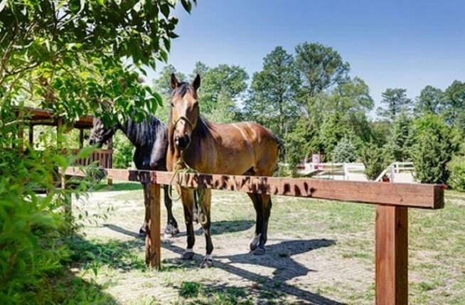 Kratka trawnikowa G4 MAX 50/50/4 cm 450ton/m2