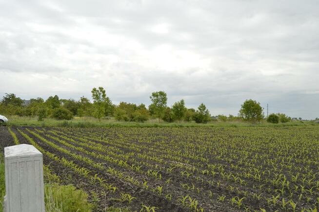 ~~~ 1010 lub 2020 m2 działki Suchy Dwór // Wojszyce ~~