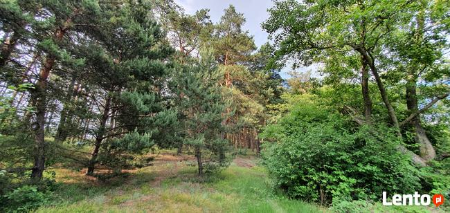 Działka rekreacyjna nad rzeką 80 km od Warszawy