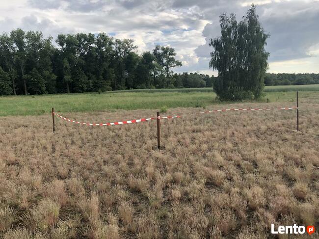 Kolankowo Prądocin - działka rezydencja ze ścianą lasu