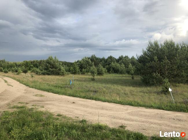 Kolankowo Prądocin - działka rezydencja ze ścianą lasu