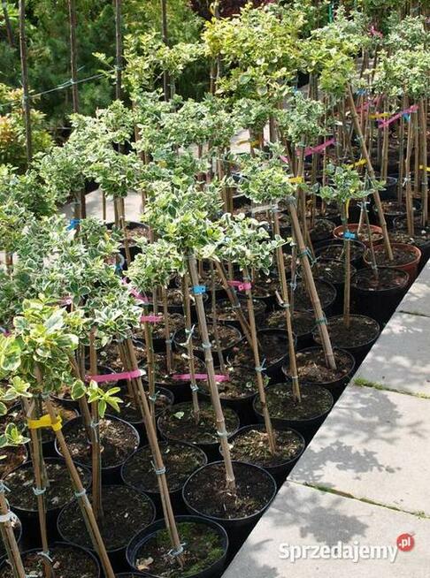 Trzmielina na nodze kulka Osiny 49a k.Kępno