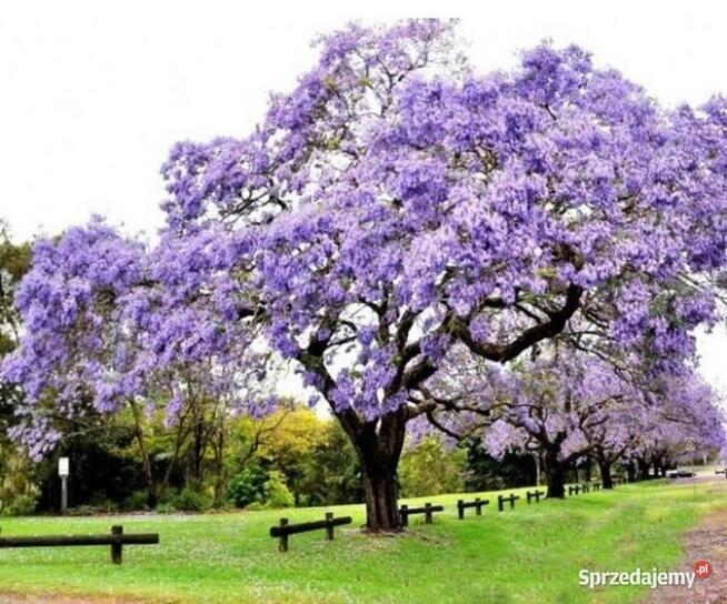 Paulownia omszona cesarskie drzewko szczęścia Osiny49a Kępno
