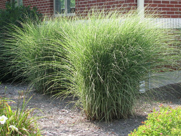 Trawy ozdobne do ogrodu, do donic Osiny 49A Kępno