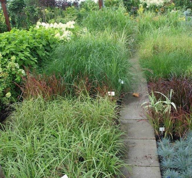 Trawy ozdobne do ogrodu, do donic Osiny 49A Kępno