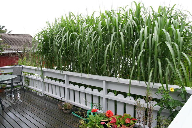 Trawy ozdobne do ogrodu, do donic Osiny 49A Kępno