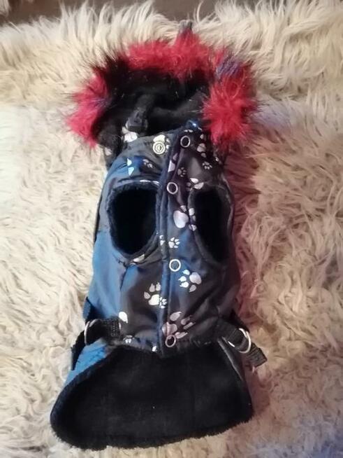 Sp kurteczkę dla szczeniaka