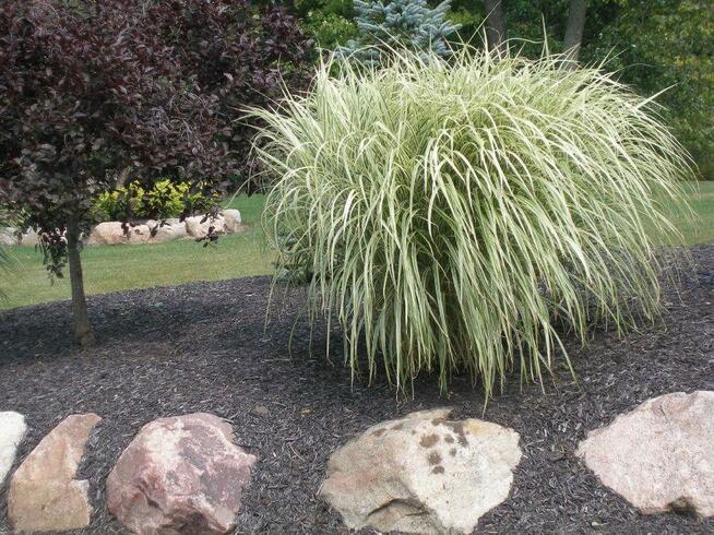 Trawy ozdobne do ogrodu, do donic Osiny 49A Kępno