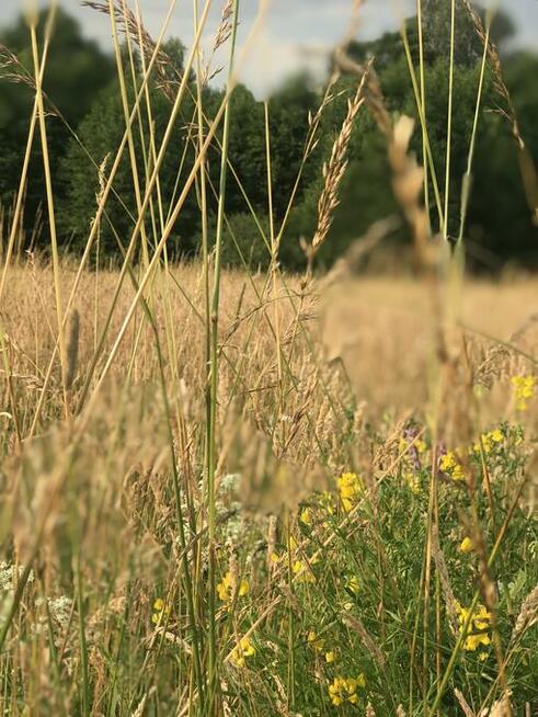 Sprzedam działki budowlane przy lesie | 2600 m² każda