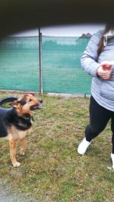 Błagam!!Leserek kochany psiak z Radys typ Owczarka Monika