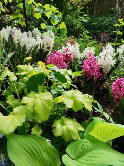 Wynajmę pokój w willi