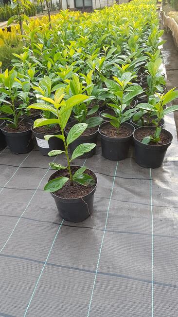 Laurowiśnia wschodnia NOVITA 90-130cm na żywopłot -doniczka