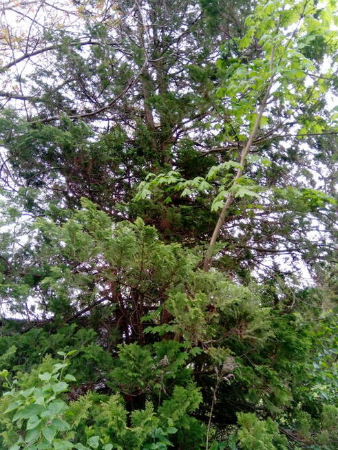 SPRZEDAM DZIAŁKĘ ROD