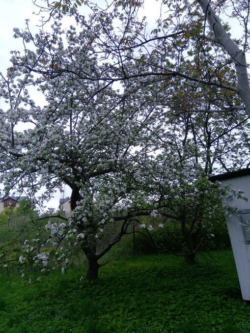 SPRZEDAM DZIAŁKĘ ROD