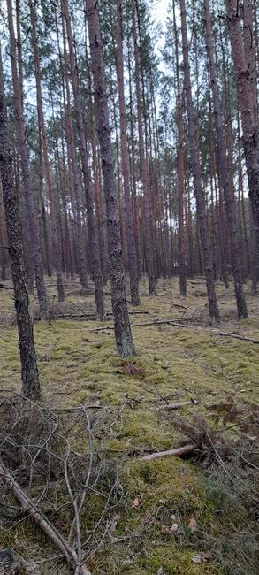 DZIAŁKA swornegacie