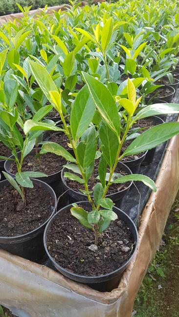 Laurowiśnia wschodnia NOVITA 90-130cm na żywopłot -doniczka