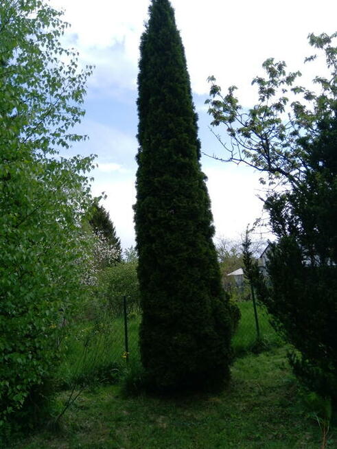 SPRZEDAM DZIAŁKĘ ROD