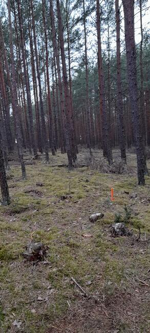 DZIAŁKA swornegacie