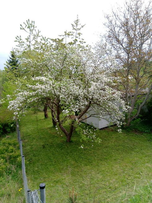 SPRZEDAM DZIAŁKĘ ROD