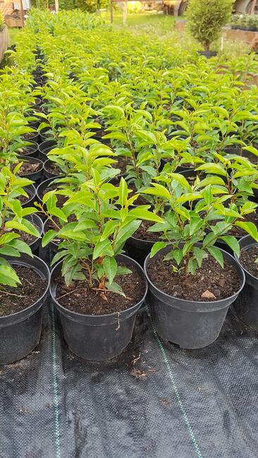 Laurowiśnia wschodnia NOVITA 90-130cm na żywopłot -doniczka